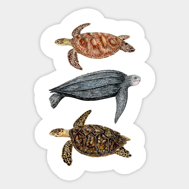 Sea turtles Loggerhead, leatherback and hawksbill turtles Sticker by chloeyzoard